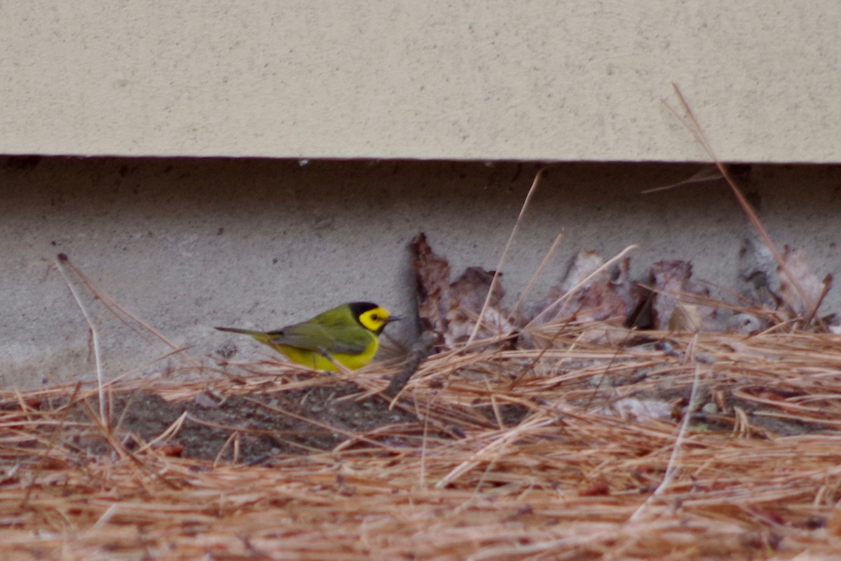 Hooded Warbler - ML611200343