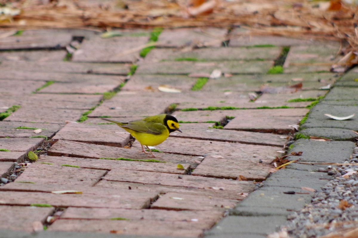Hooded Warbler - ML611200344