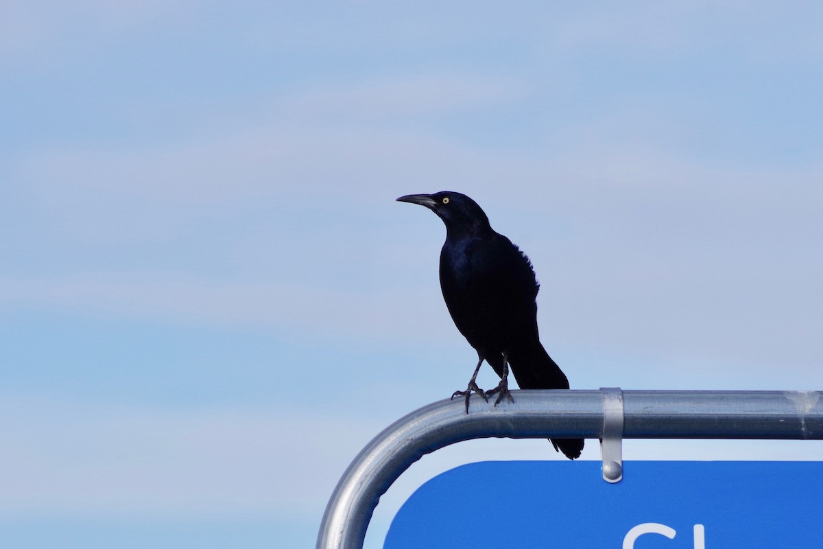 Great-tailed Grackle - ML611200401