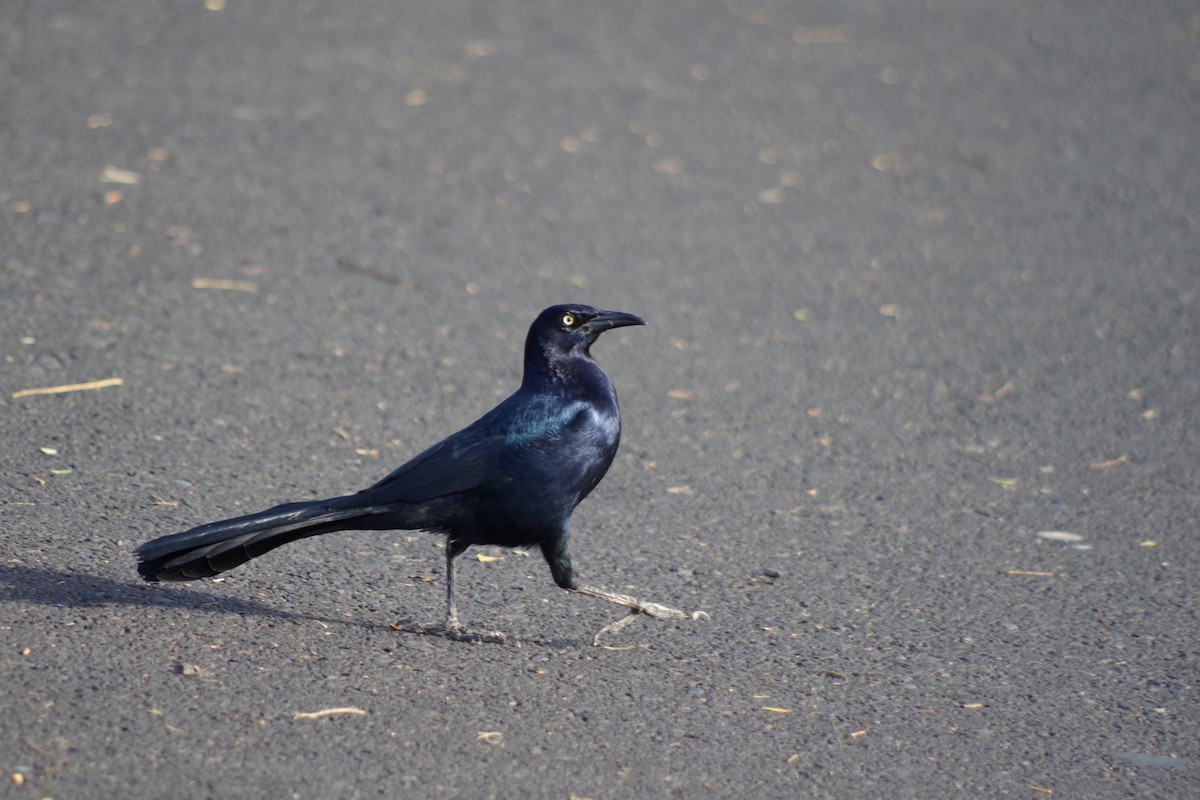 Great-tailed Grackle - ML611200403