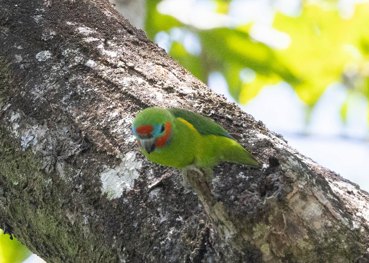 Double-eyed Fig-Parrot (Double-eyed) - ML611200443