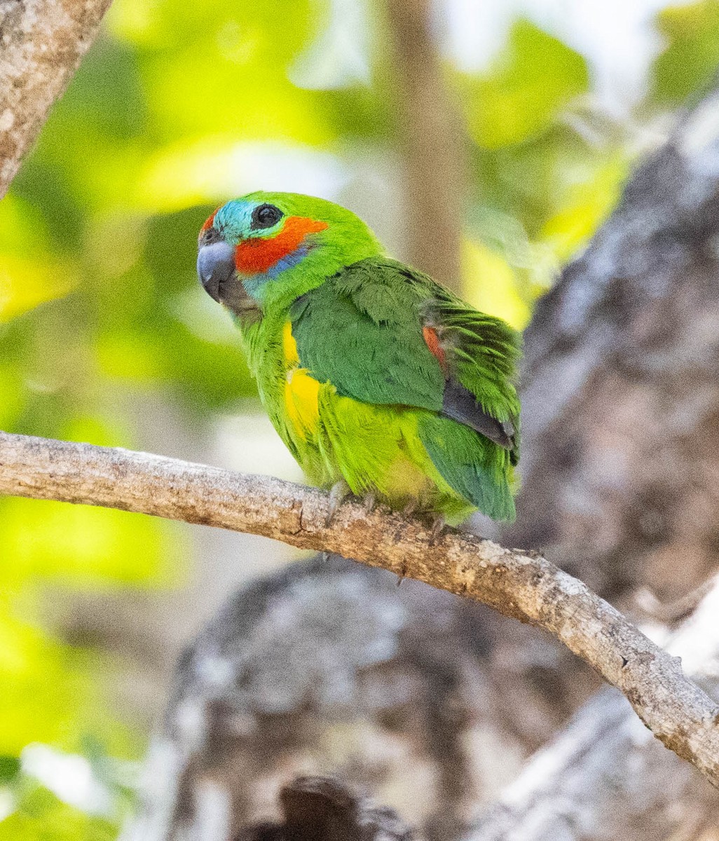 Double-eyed Fig-Parrot (Double-eyed) - ML611200447
