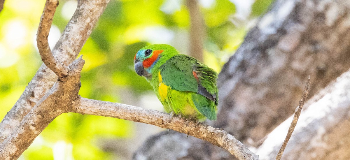 Double-eyed Fig-Parrot (Double-eyed) - ML611200448