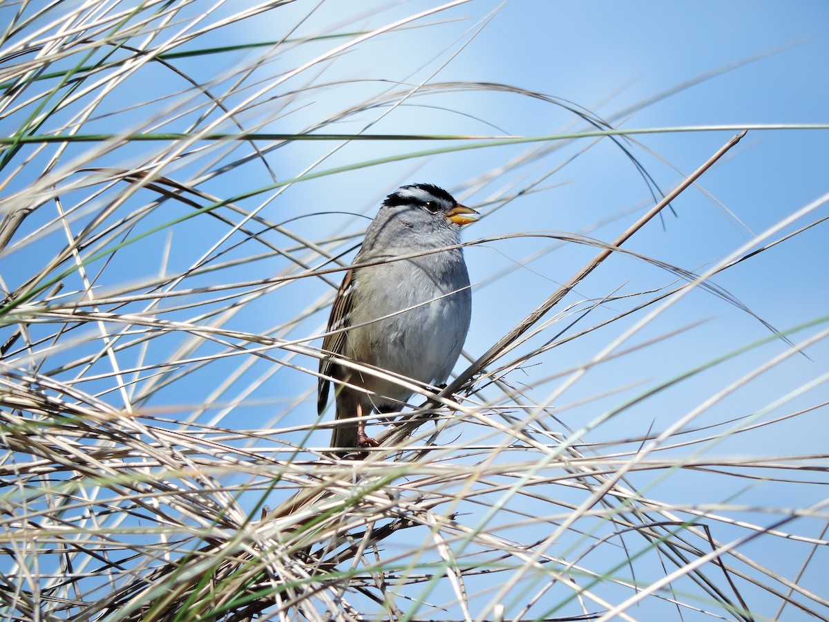 White-crowned Sparrow - ML611200794
