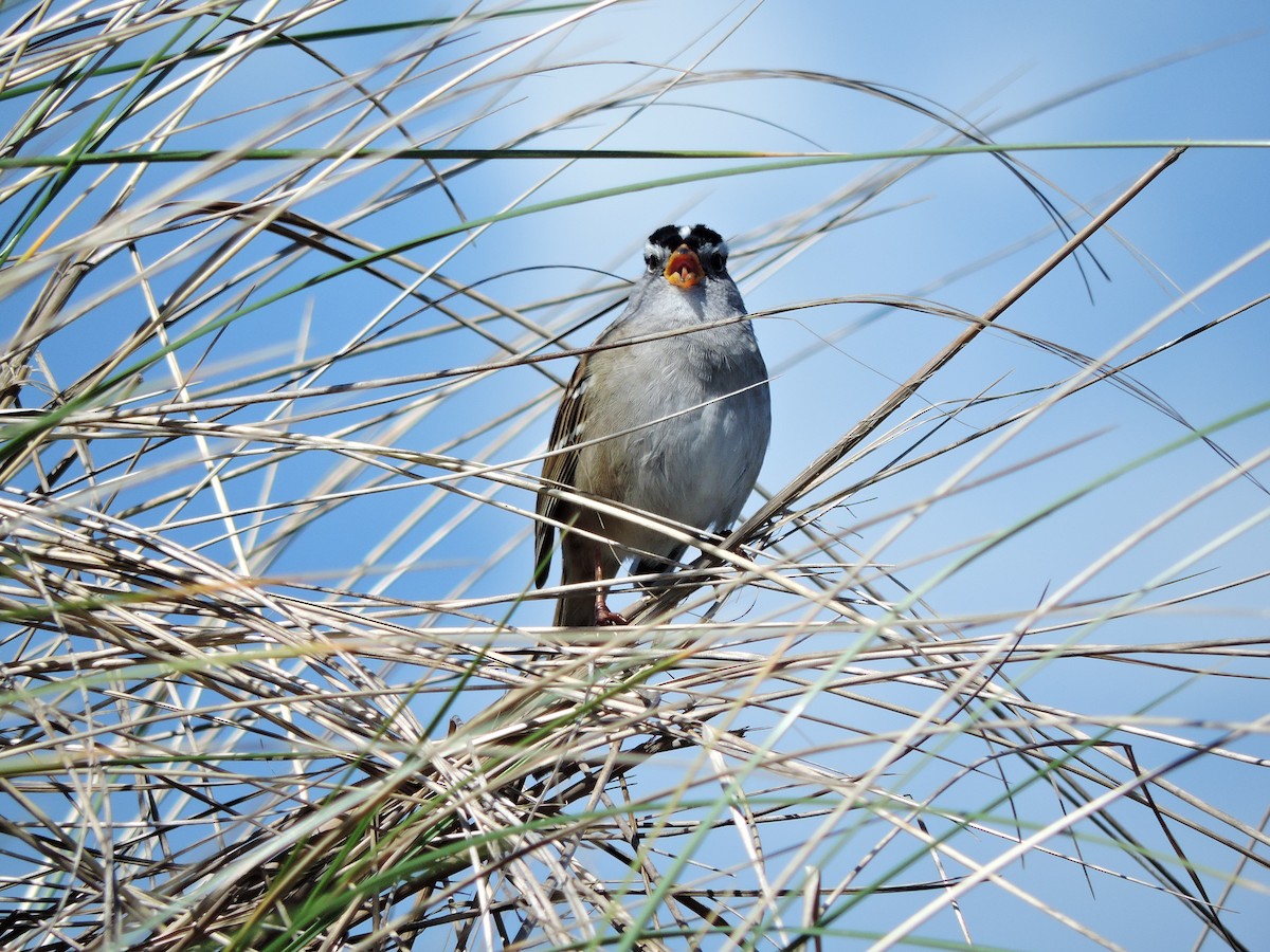 White-crowned Sparrow - ML611200795