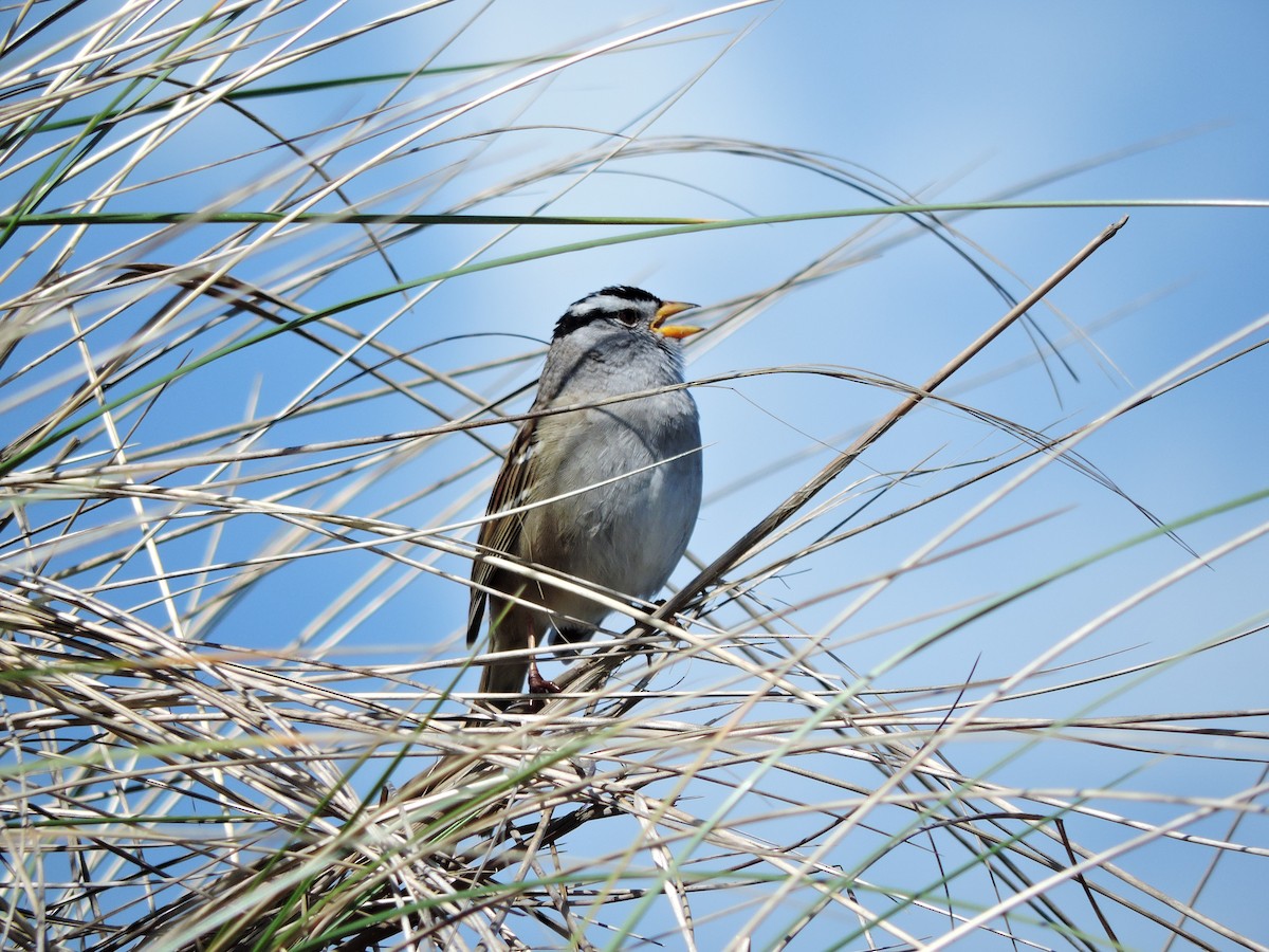 White-crowned Sparrow - ML611200796