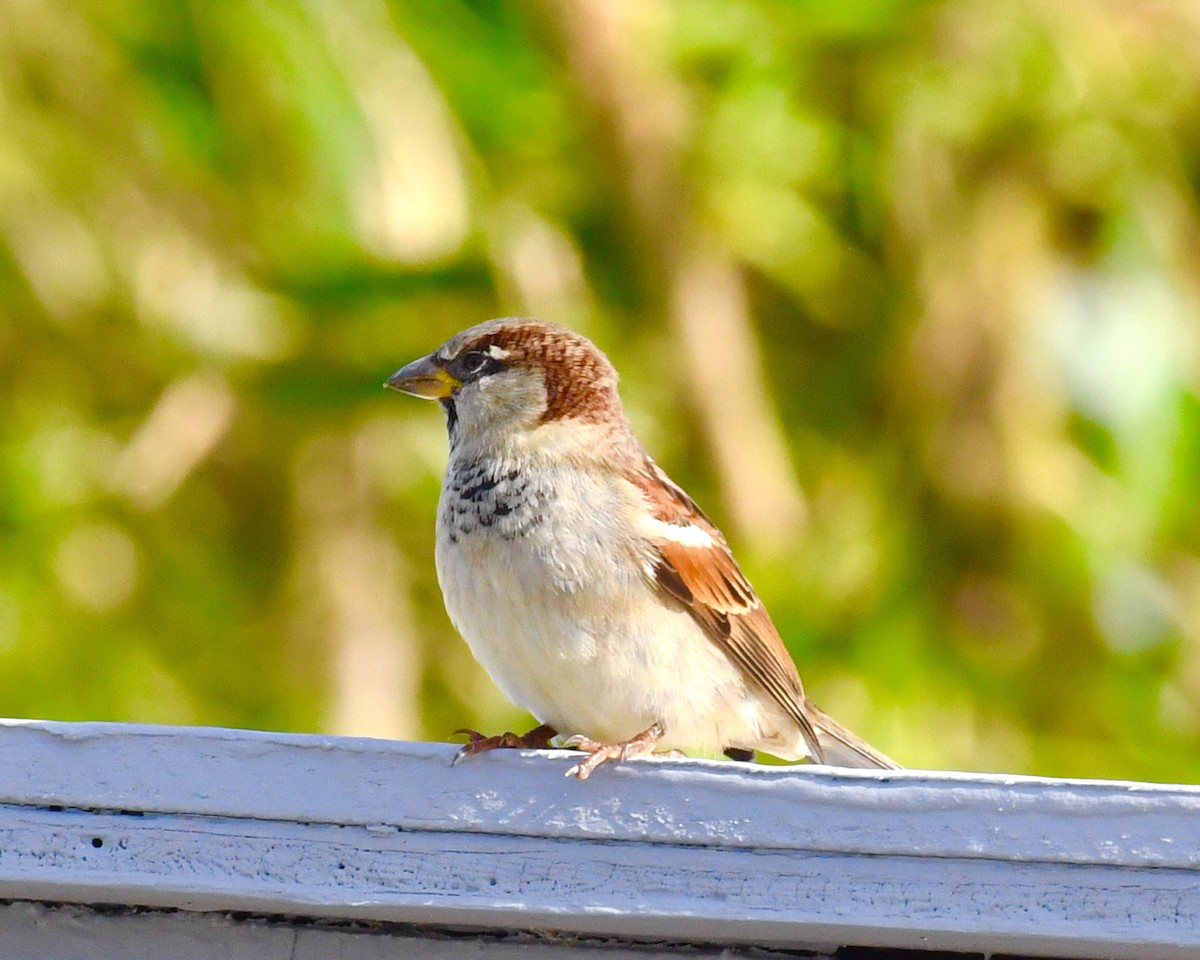 House Sparrow - ML611201171