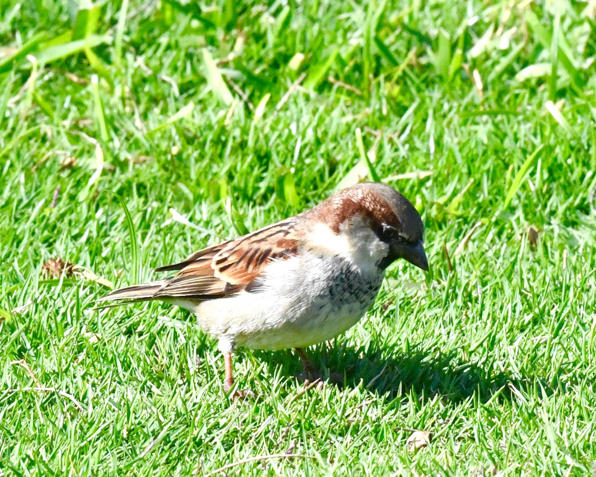 House Sparrow - ML611201173
