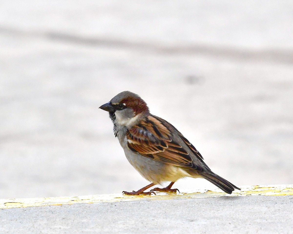 House Sparrow - ML611201175