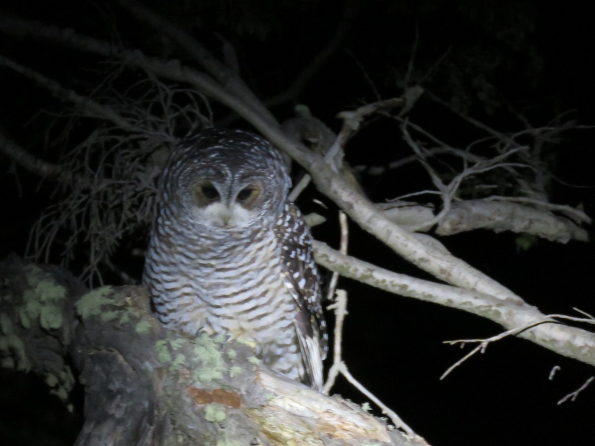 Rufous-legged Owl - ML611201322