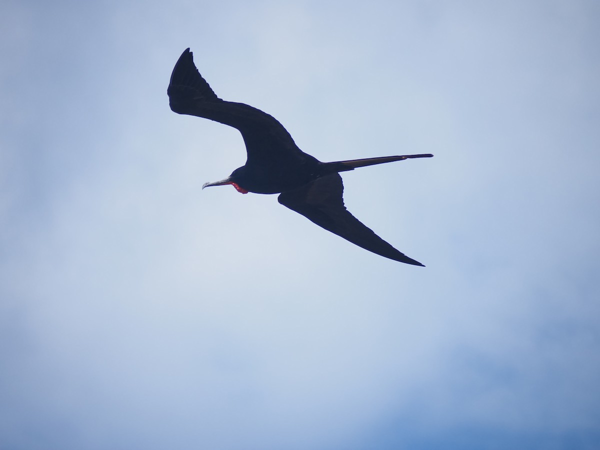 Magnificent Frigatebird - ML611201392