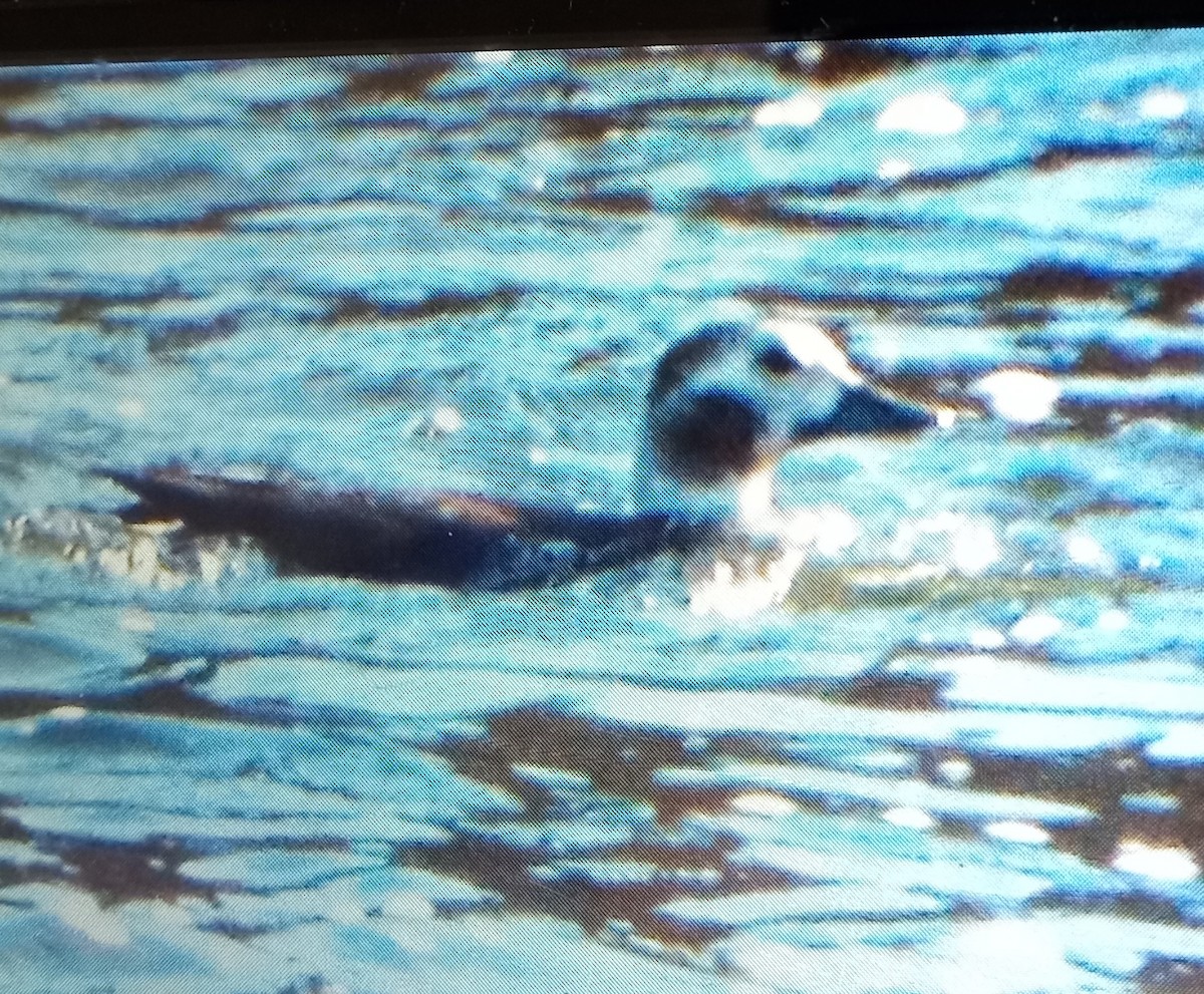 Long-tailed Duck - ML611201803