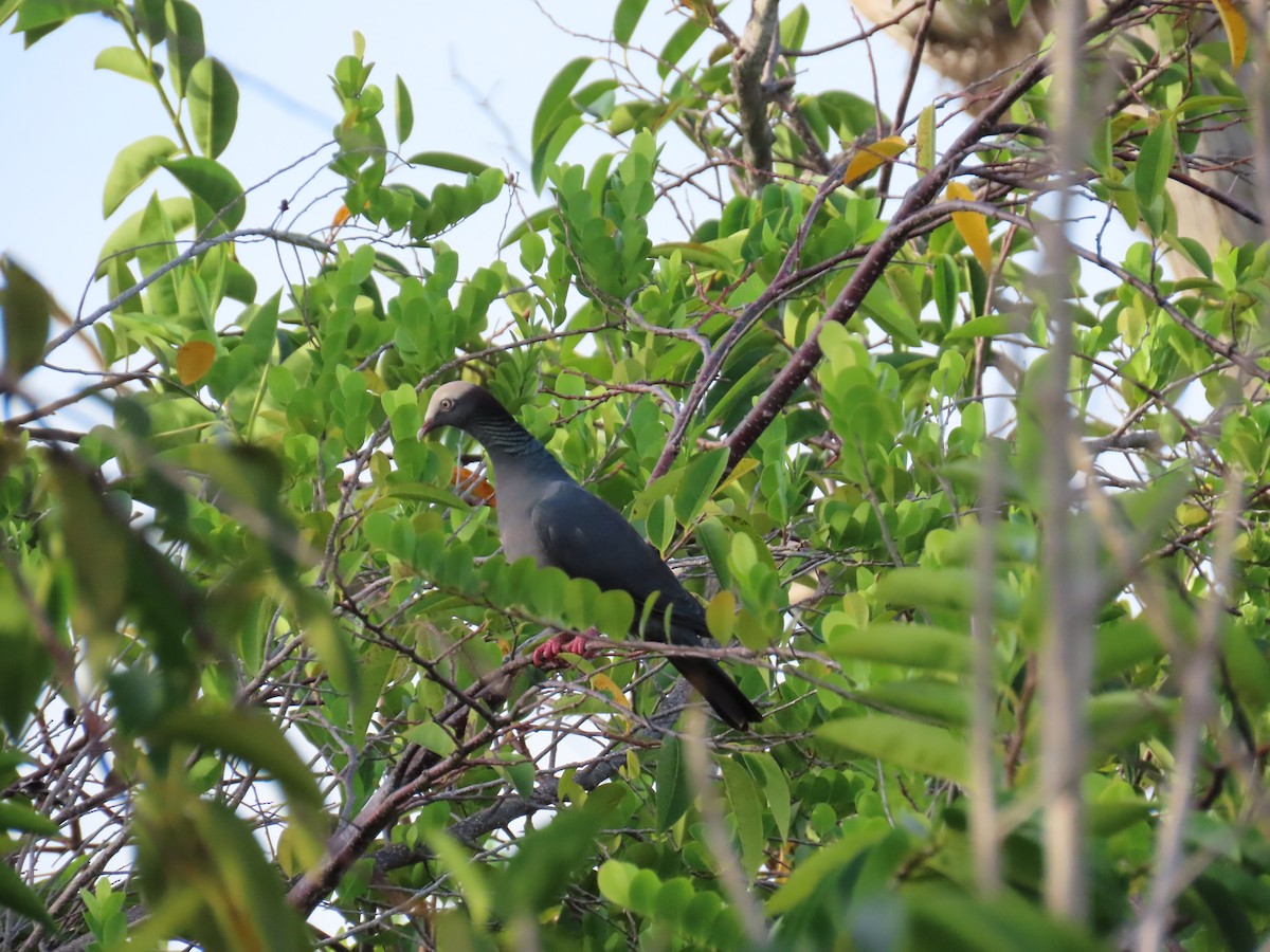 White-crowned Pigeon - ML611201920