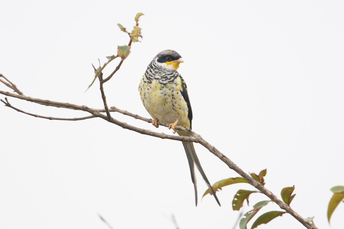 Swallow-tailed Cotinga (Palkachupa) - John C. Mittermeier