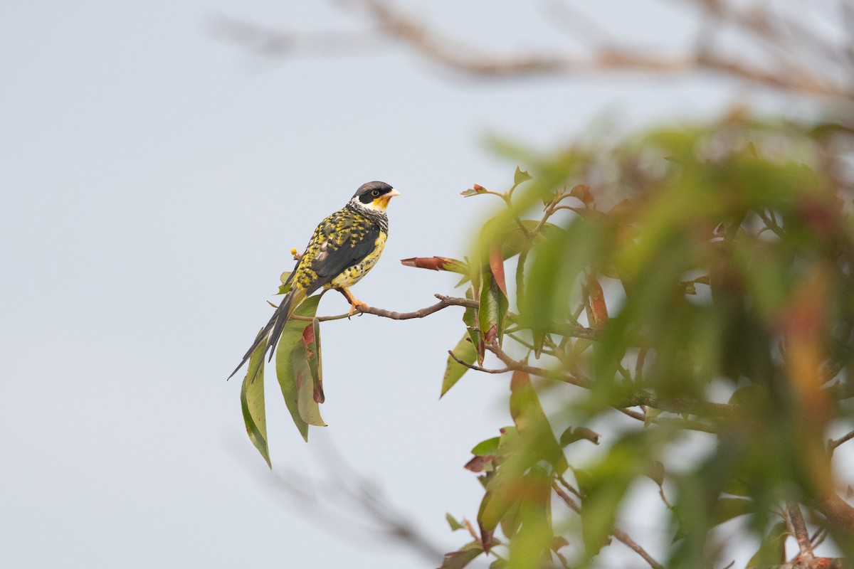 Swallow-tailed Cotinga (Palkachupa) - ML611201930