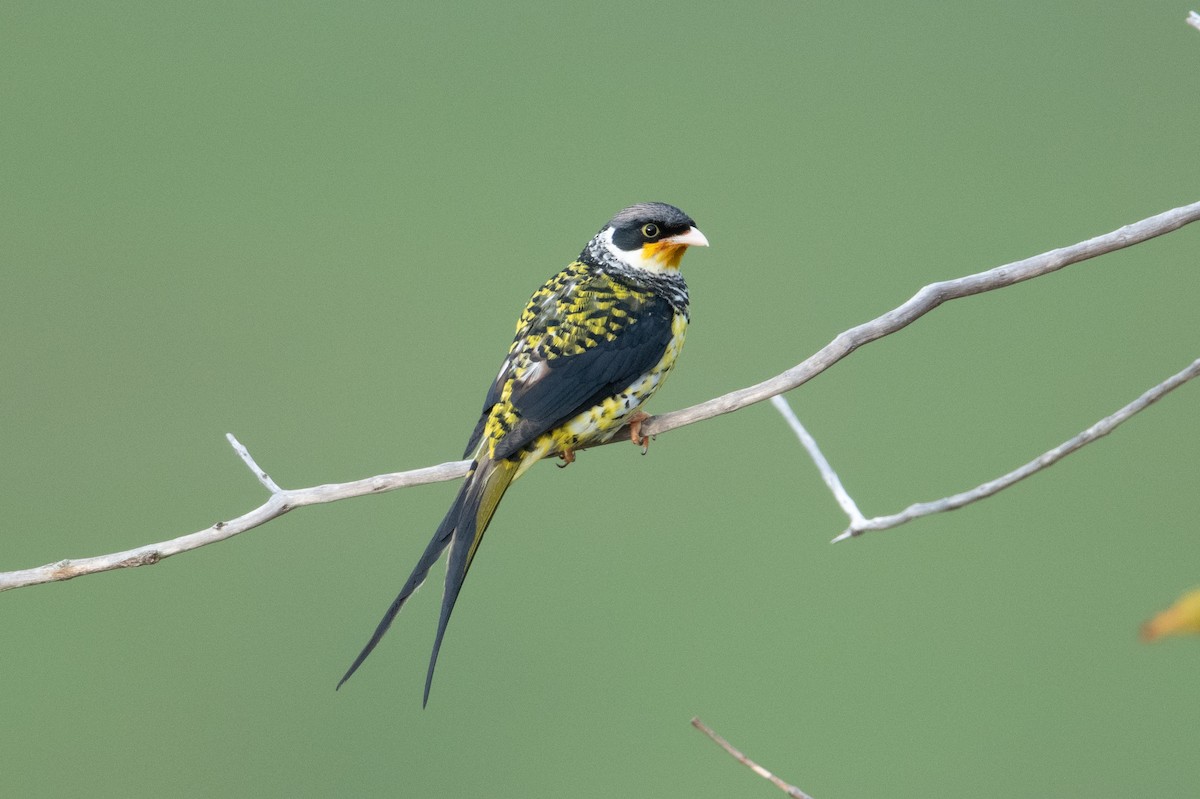 Swallow-tailed Cotinga (Palkachupa) - ML611201942