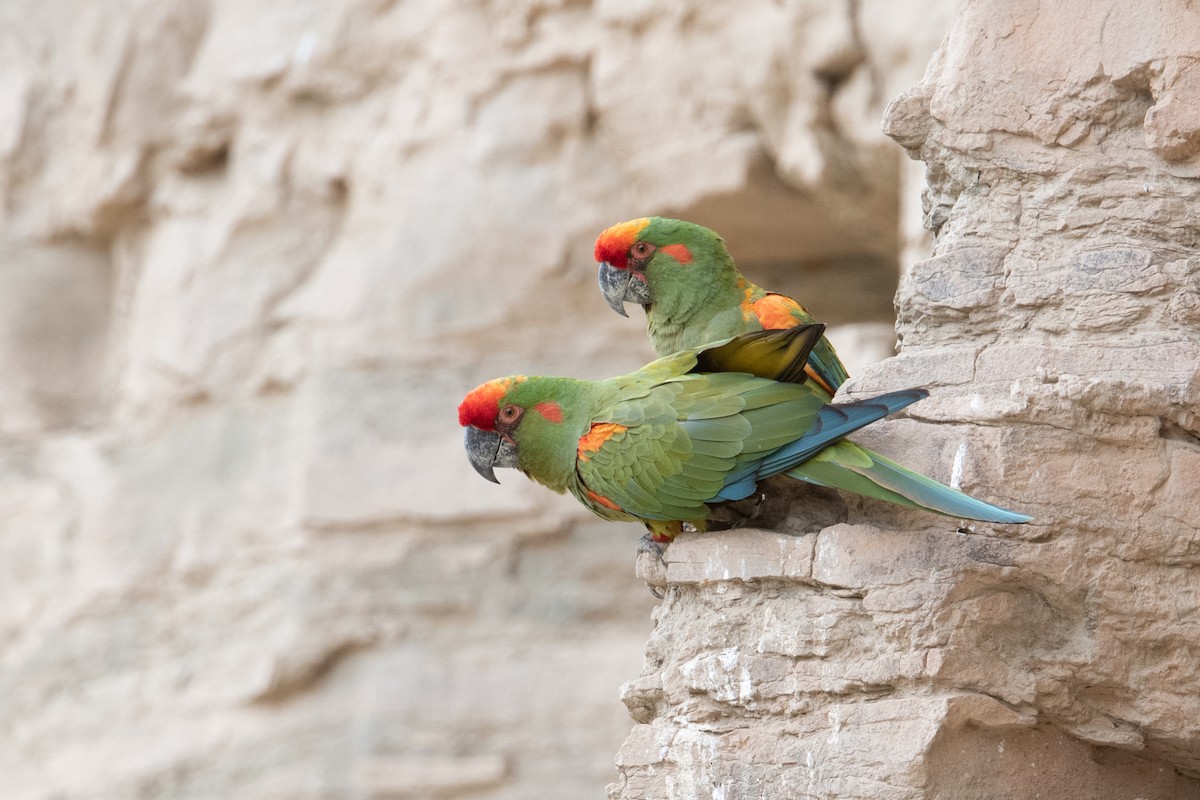 Red-fronted Macaw - John C. Mittermeier