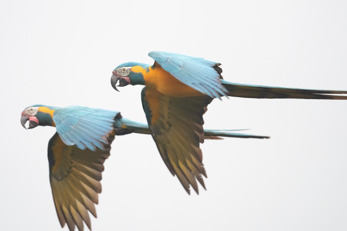 Blue-throated Macaw - ML611202182