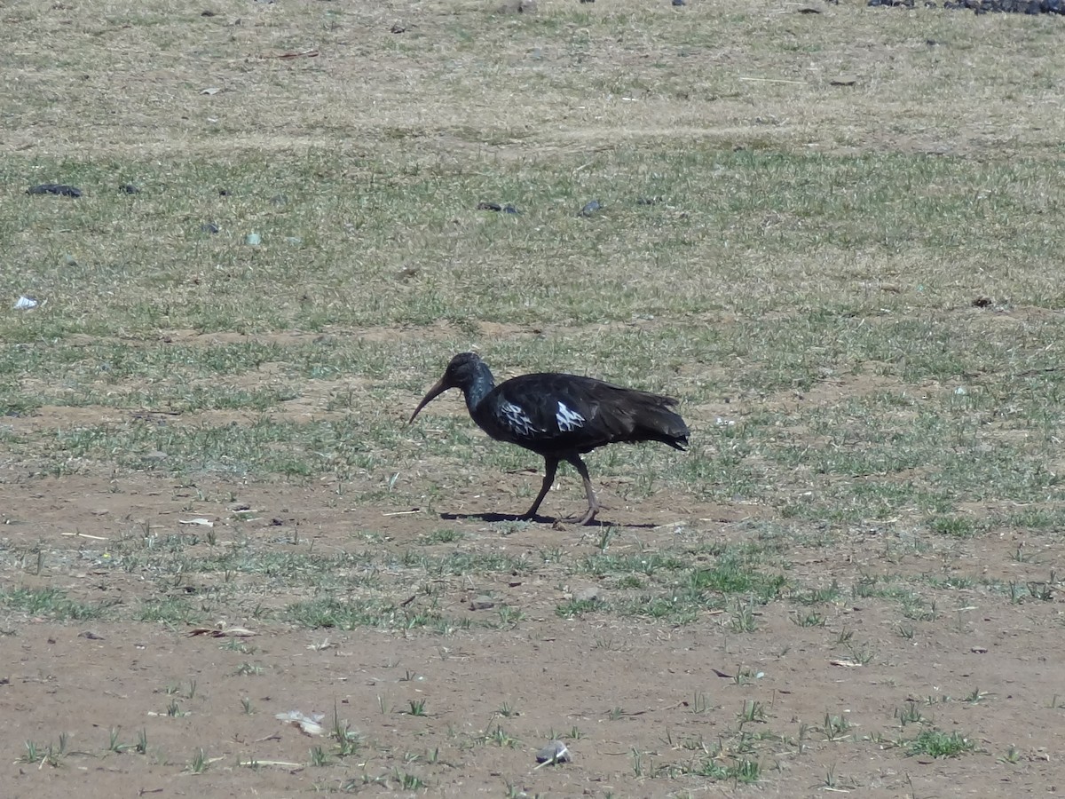 ibis etiopský - ML611202291