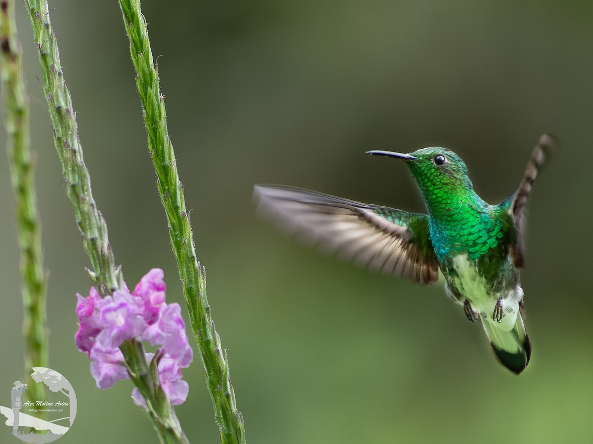 kolibřík zelenopláštíkový - ML611202375