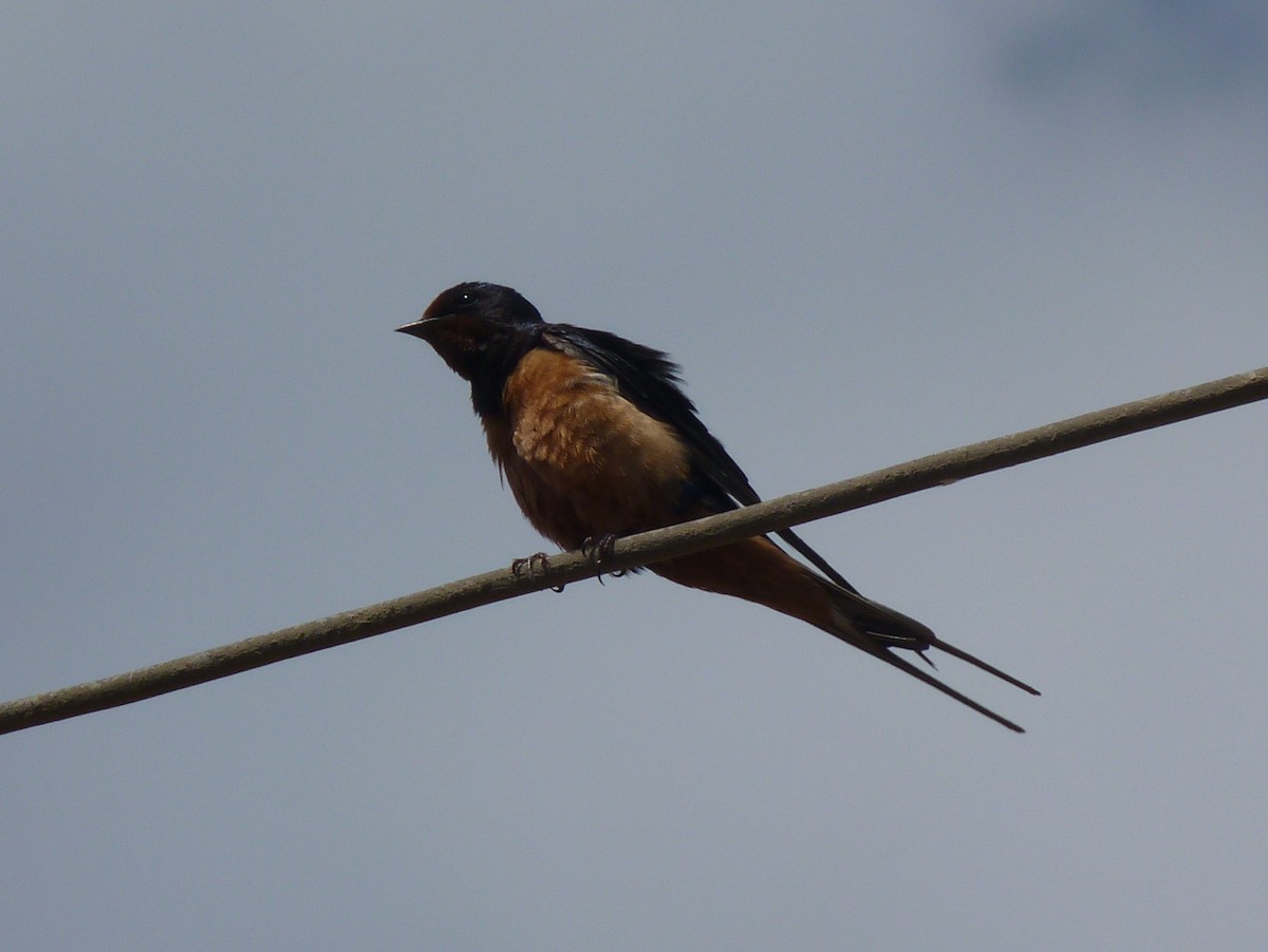 Barn Swallow (Egyptian) - ML611202706