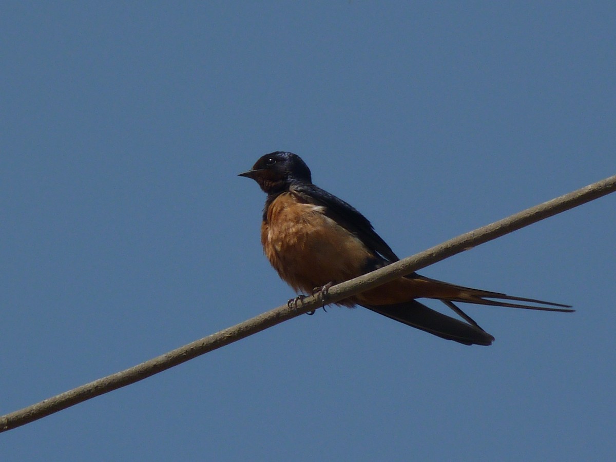 Barn Swallow (Egyptian) - ML611202707