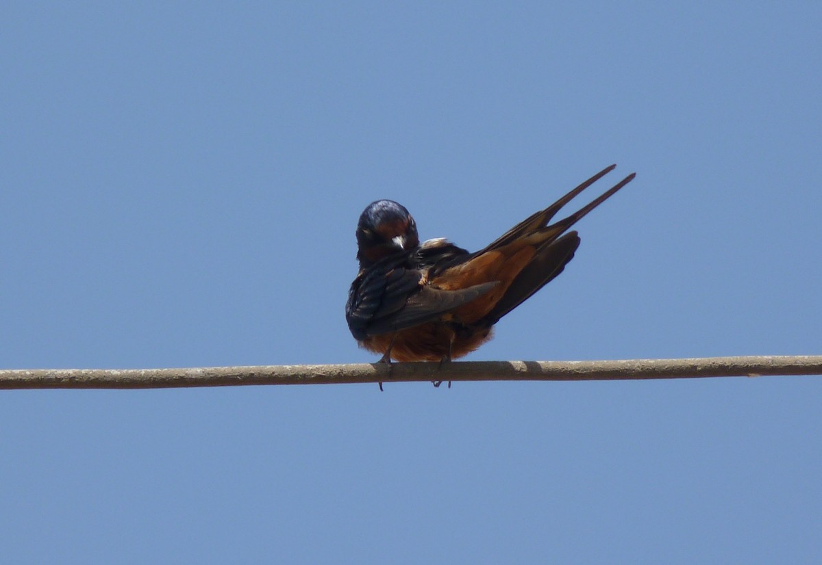 Barn Swallow (Egyptian) - ML611202708