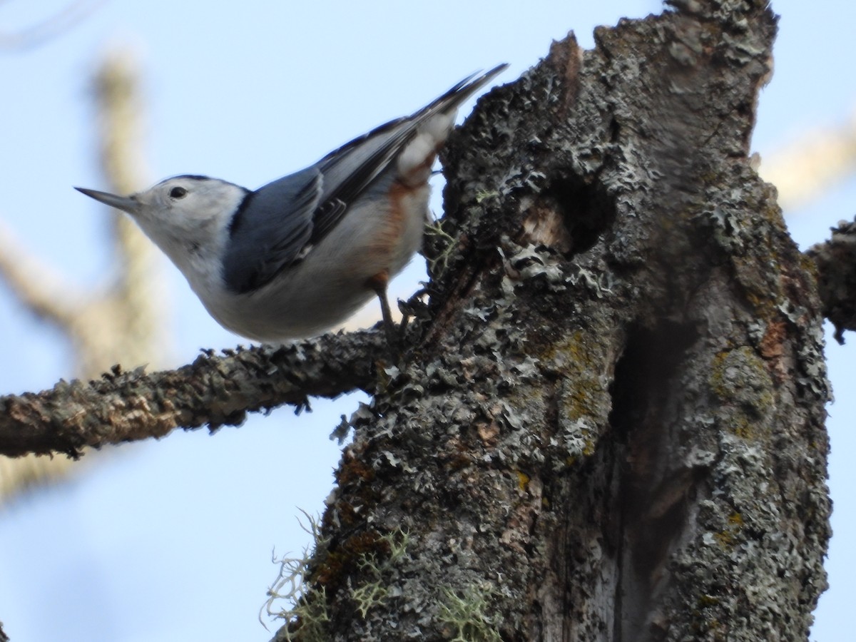 White-breasted Nuthatch - Denis Provencher COHL