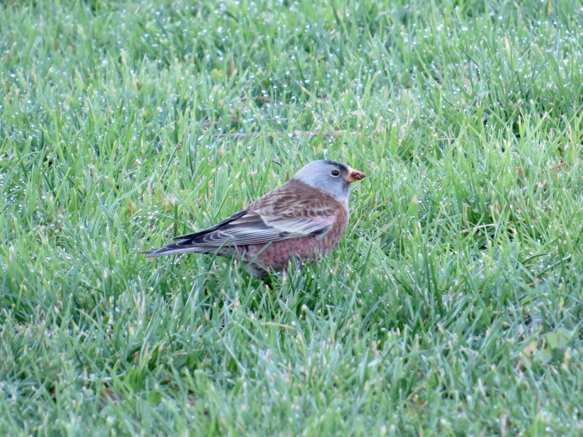 Gray-crowned Rosy-Finch - ML611202983