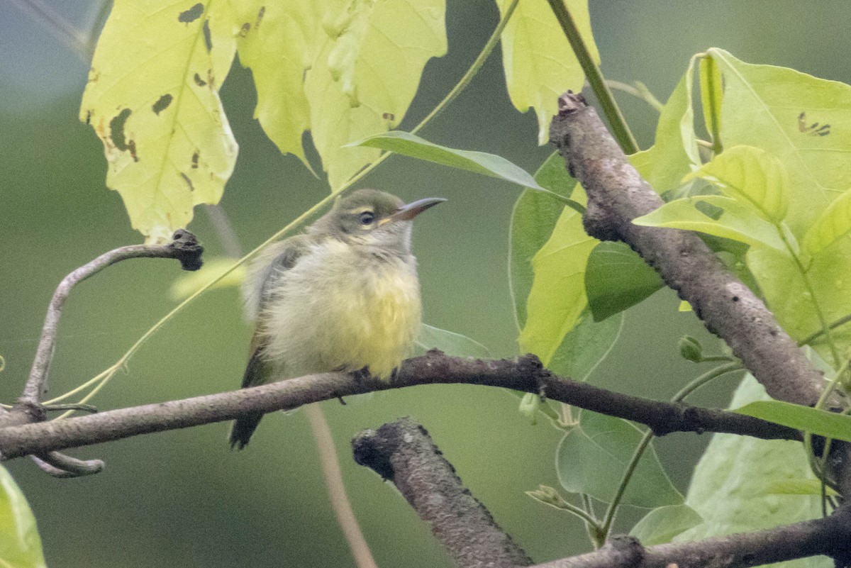 Little Green Sunbird - ML611204322