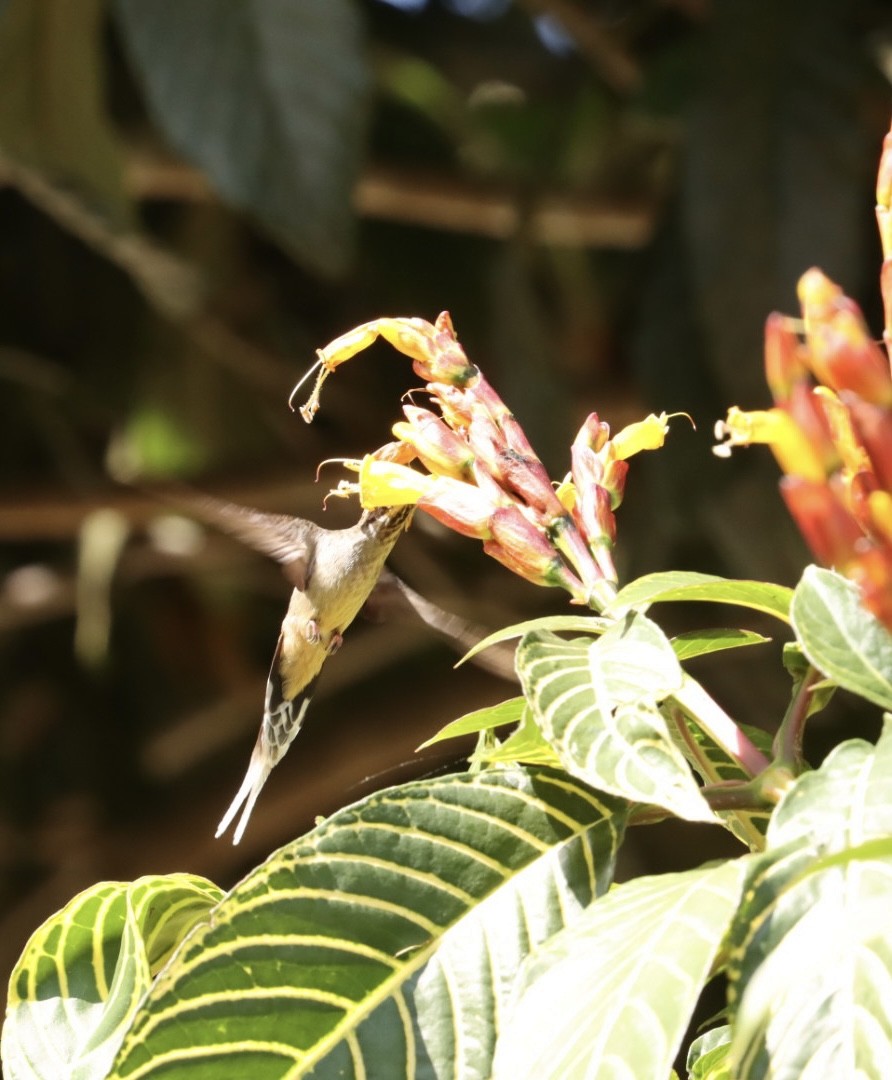 Scale-throated Hermit - ML611204615