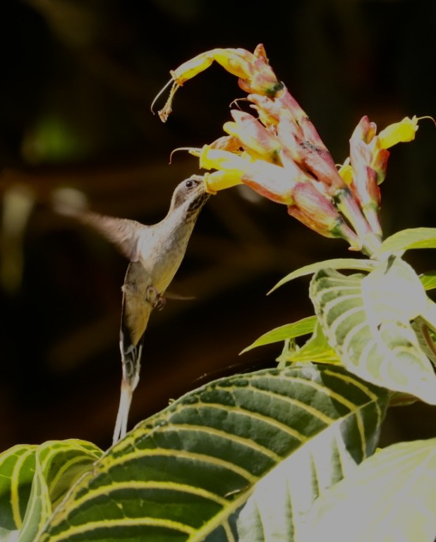 Scale-throated Hermit - ML611204616