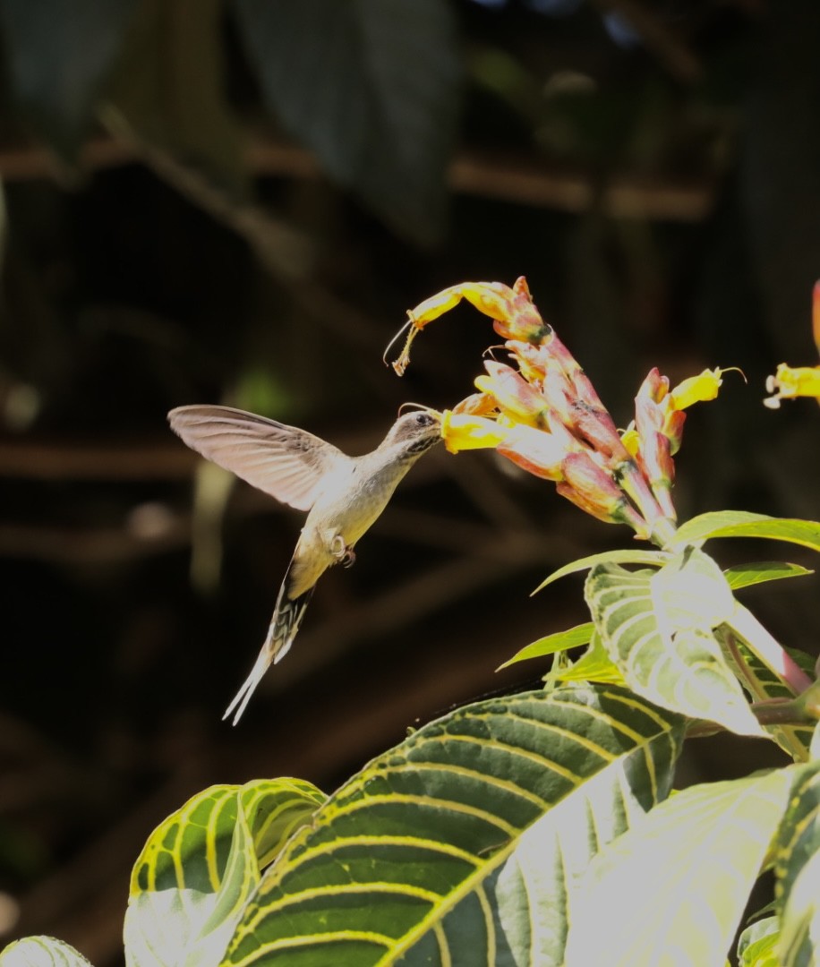 Scale-throated Hermit - ML611204617