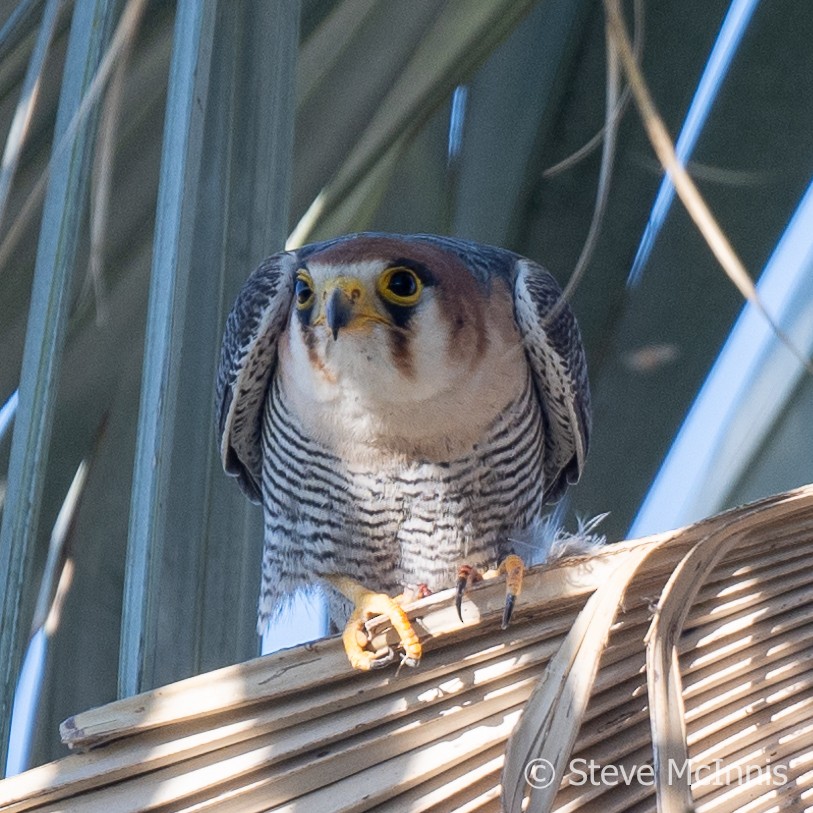 Red-necked Falcon (African) - ML611204759
