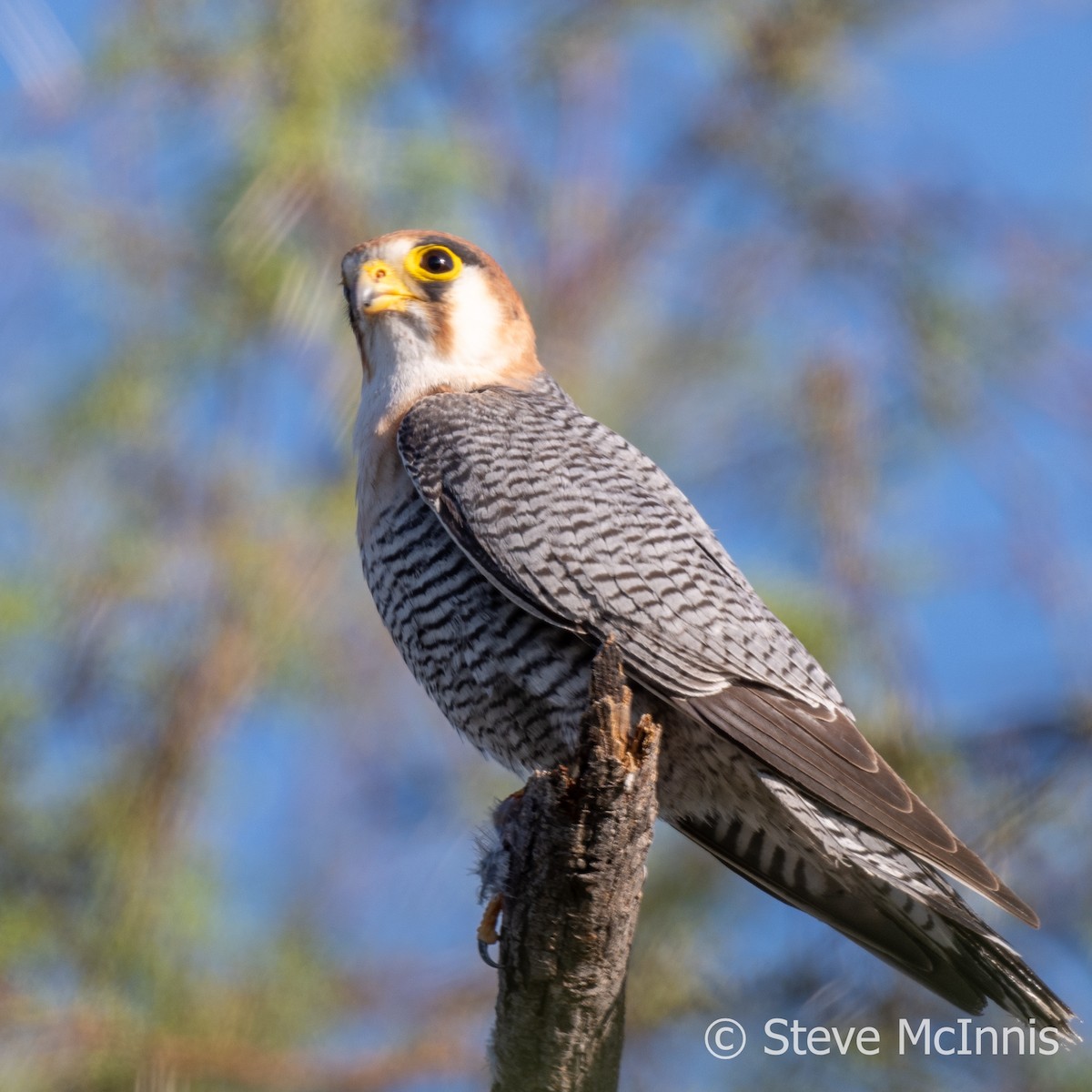 Red-necked Falcon (African) - ML611204760