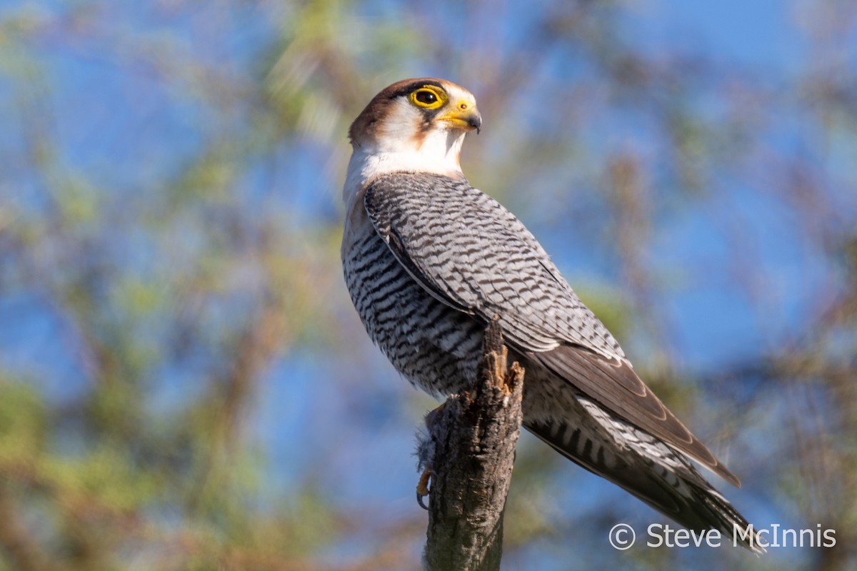 Red-necked Falcon (African) - ML611204761