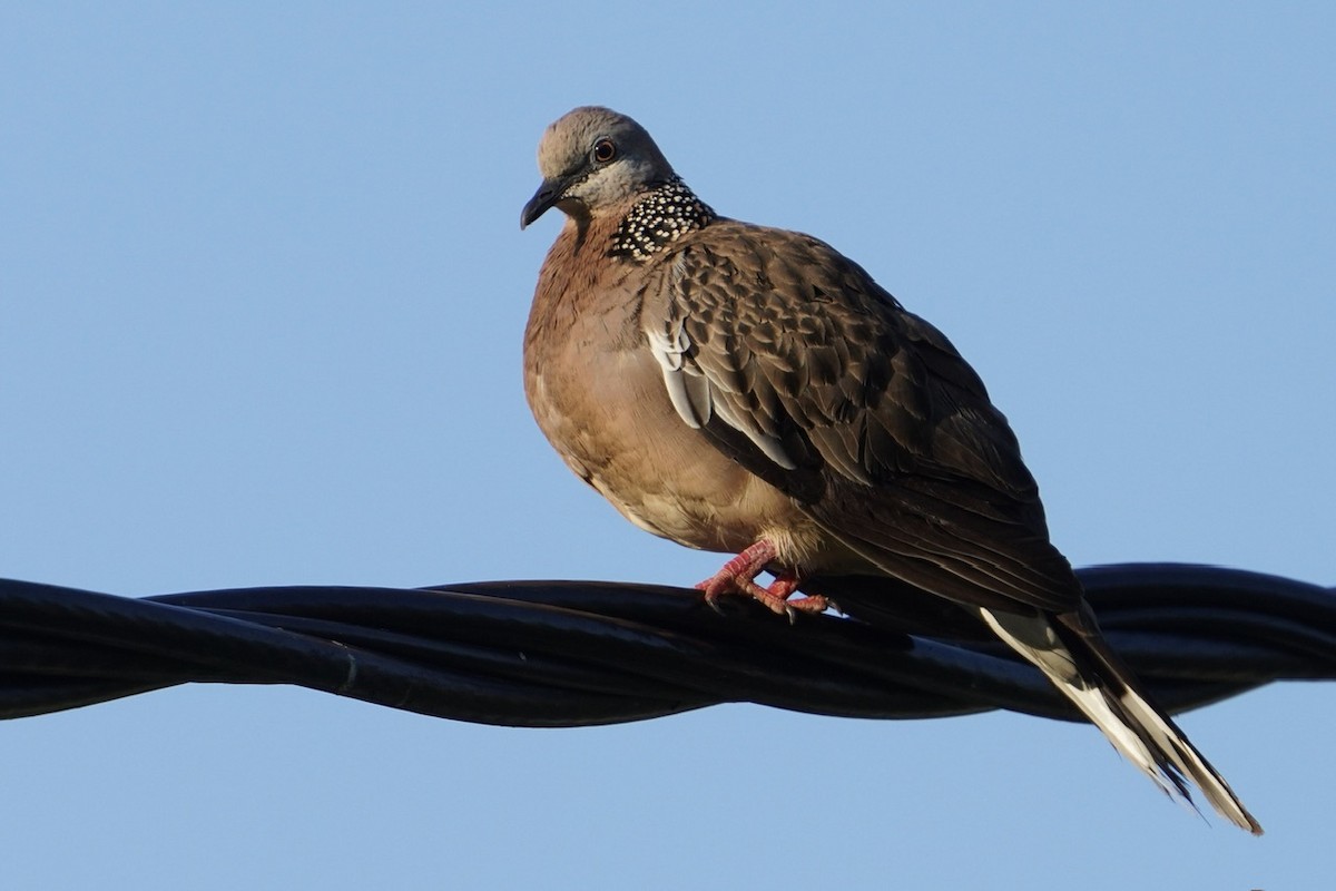 Spotted Dove - ML611204814