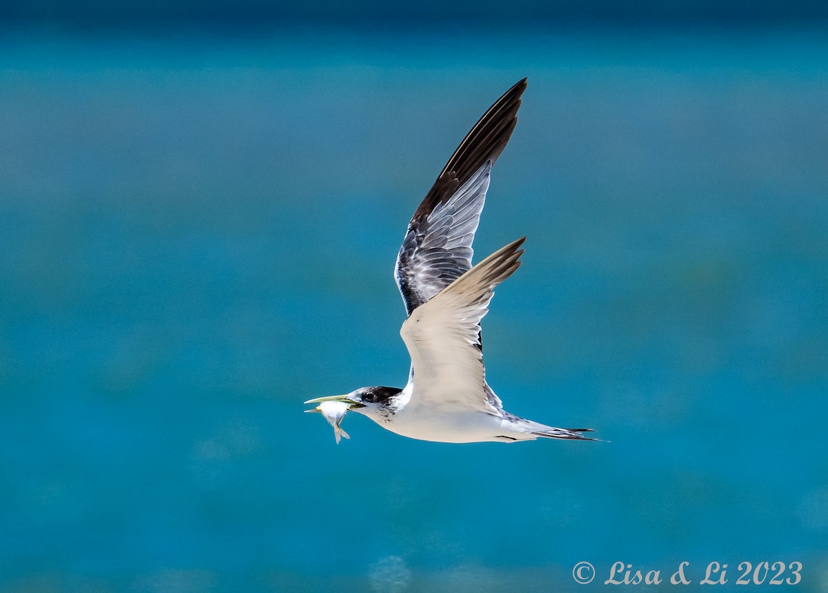 Great Crested Tern - ML611204929