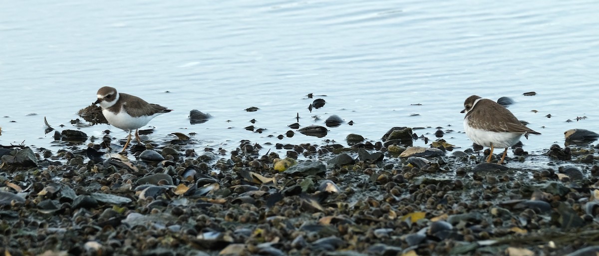Semipalmated Plover - ML611204934