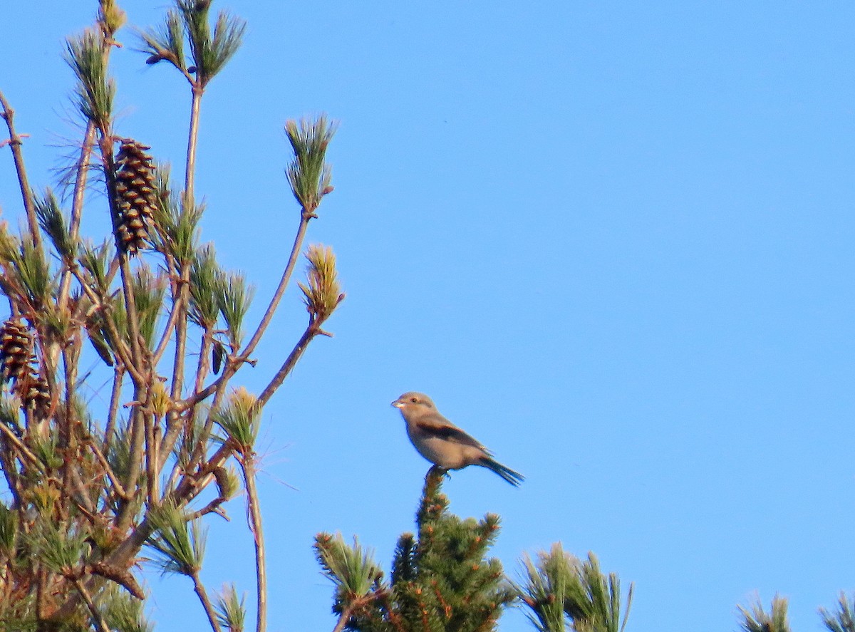 New Jersey eBird Checklist - 16 Nov 2023 - Place Road, South Auburn