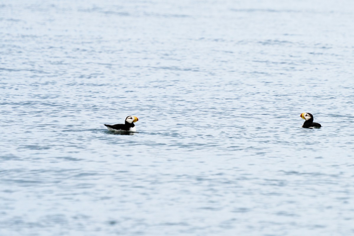 Horned Puffin - ML611205121