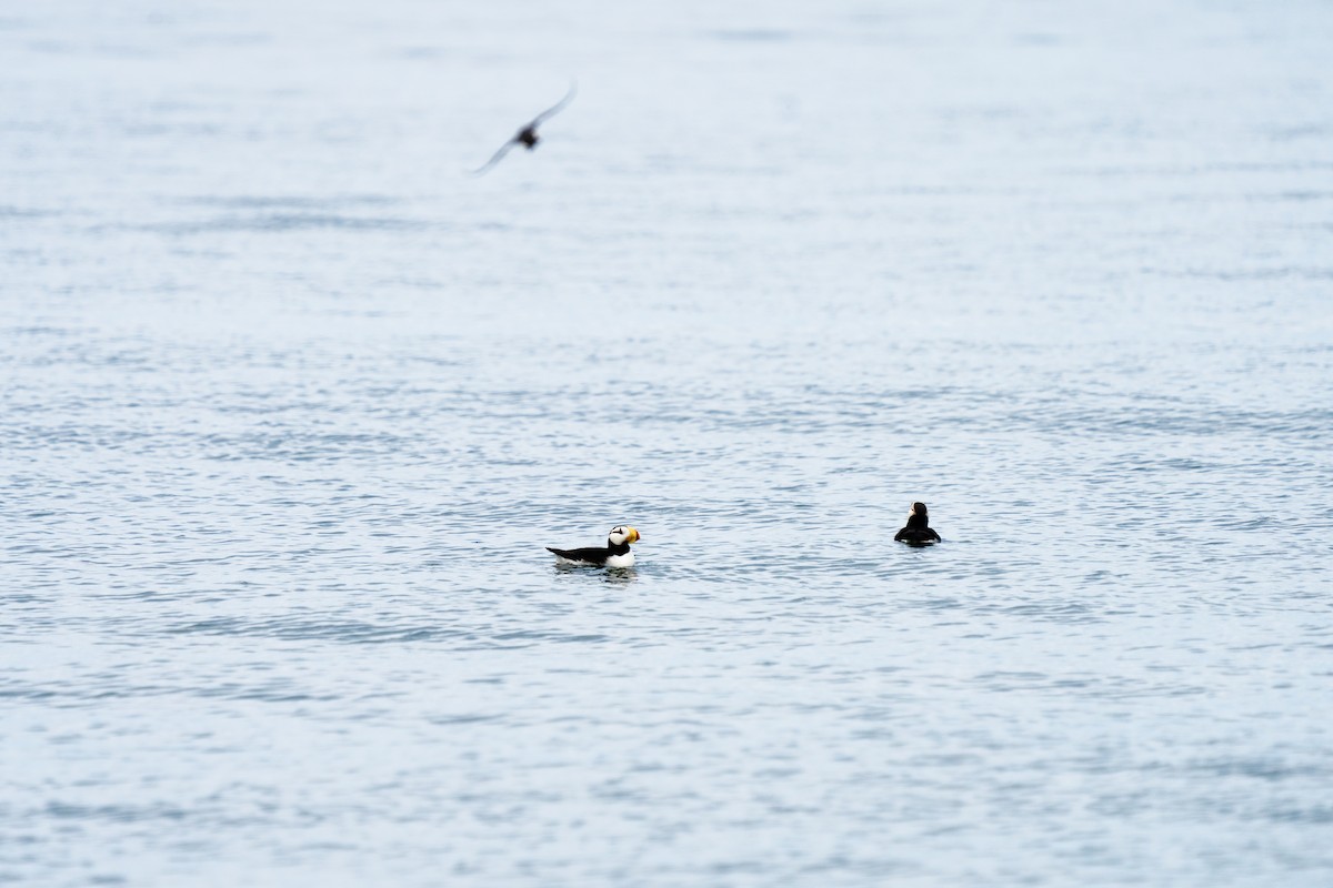 Horned Puffin - ML611205123