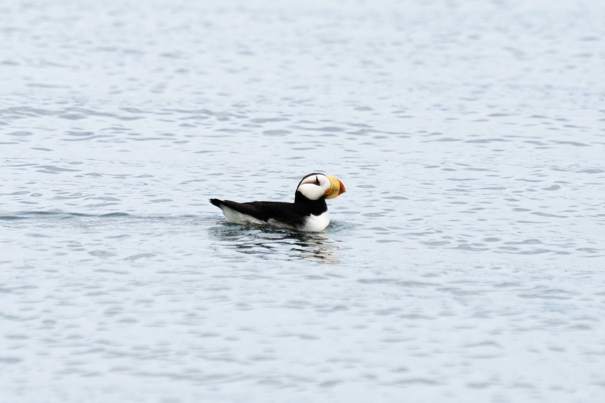 Horned Puffin - ML611205131