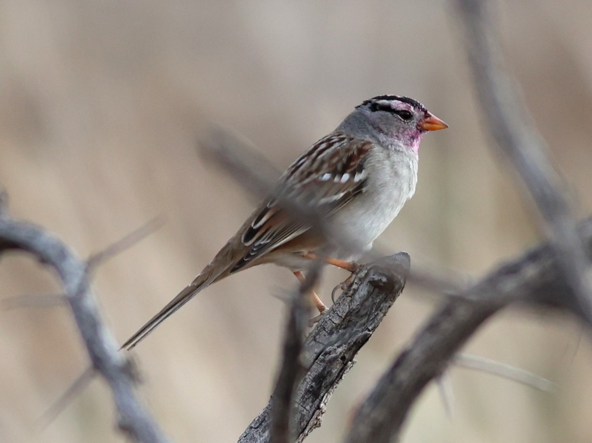 White-crowned Sparrow - Mike Wanger