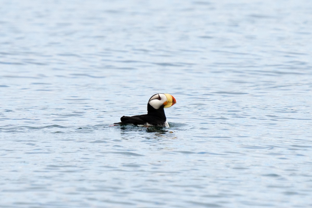 Horned Puffin - ML611205145