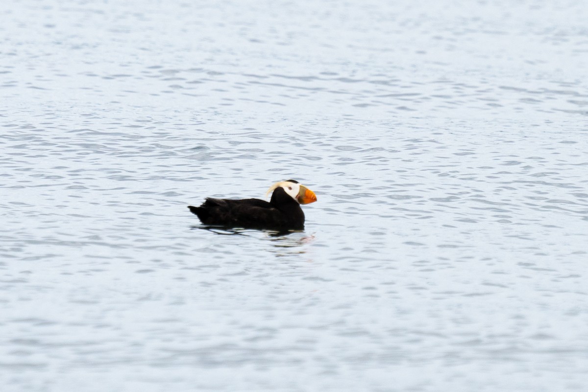 Tufted Puffin - ML611205154