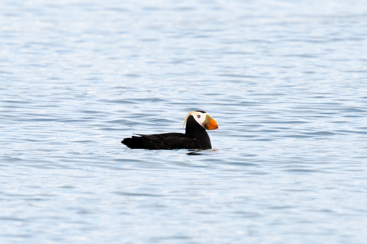Tufted Puffin - ML611205155