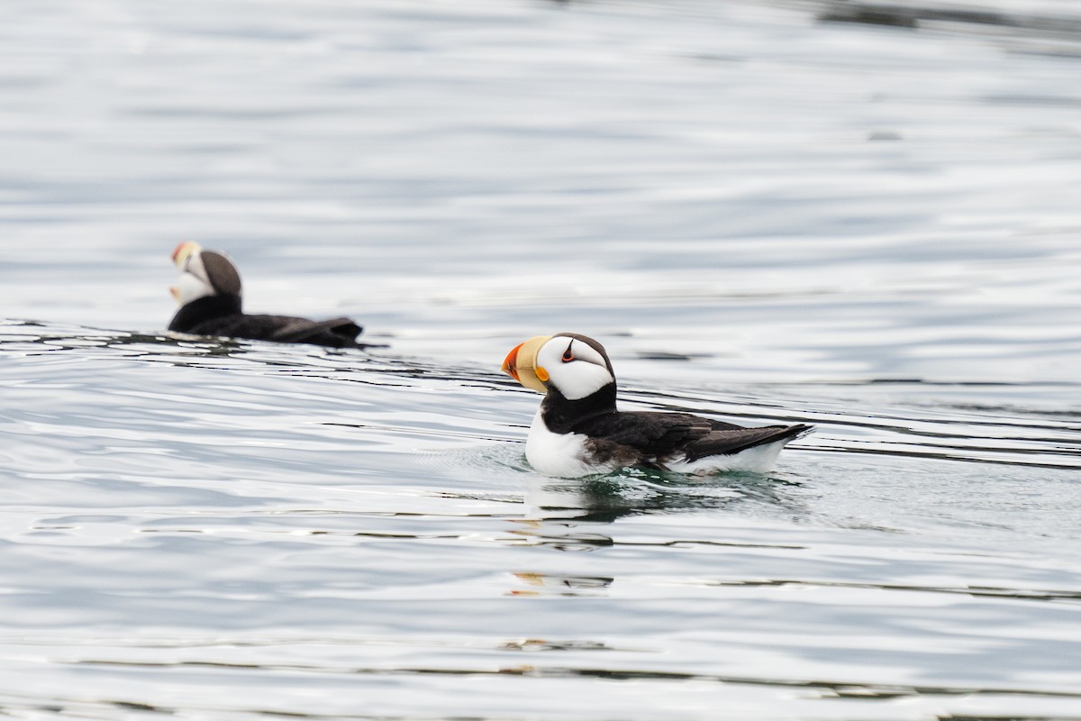Horned Puffin - ML611205169