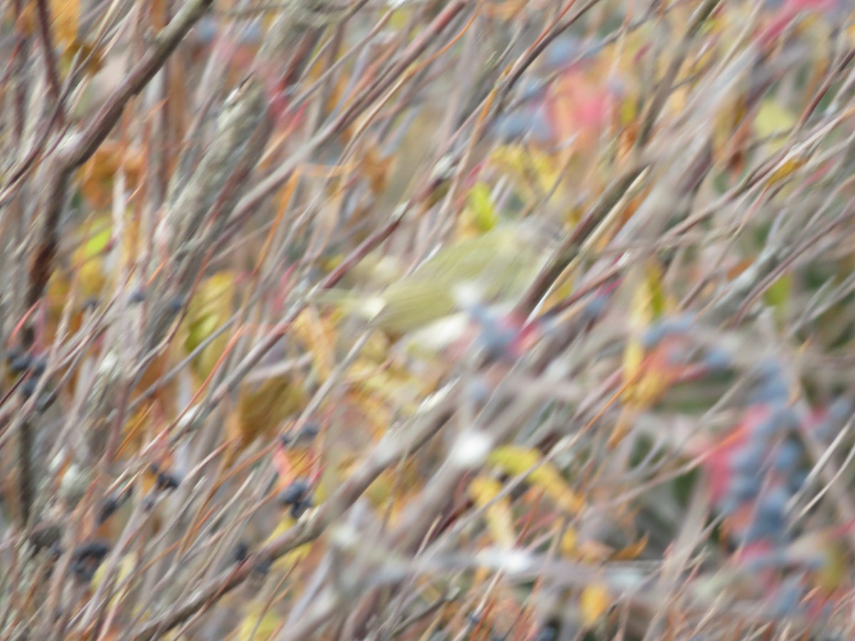 eBird Checklist 16 Nov 2023 Holderness, New Hampshire, US (43.732