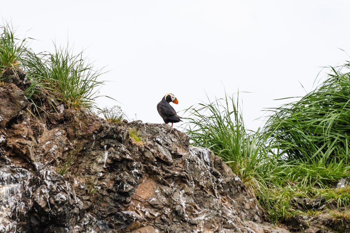 Tufted Puffin - ML611205328